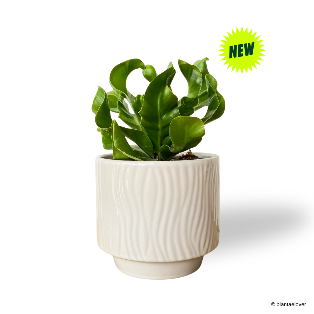 Manila Bird Nest Fern in Airy Pot