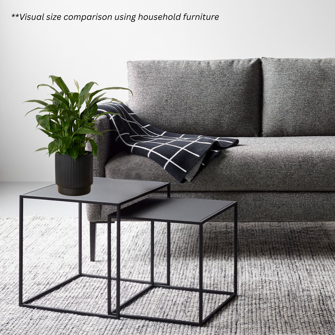 Peace Lily in Cylindrica Pot