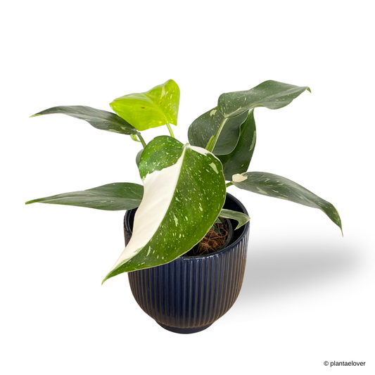 Philodendron White Wizzard in Denim Pot