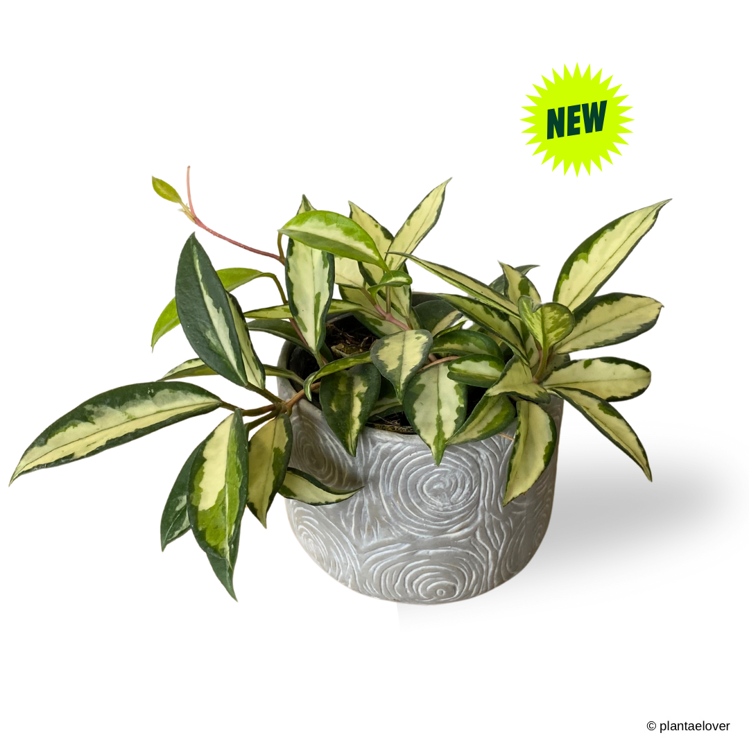 Hoya Carnosa Tricolor in Twirl Pot