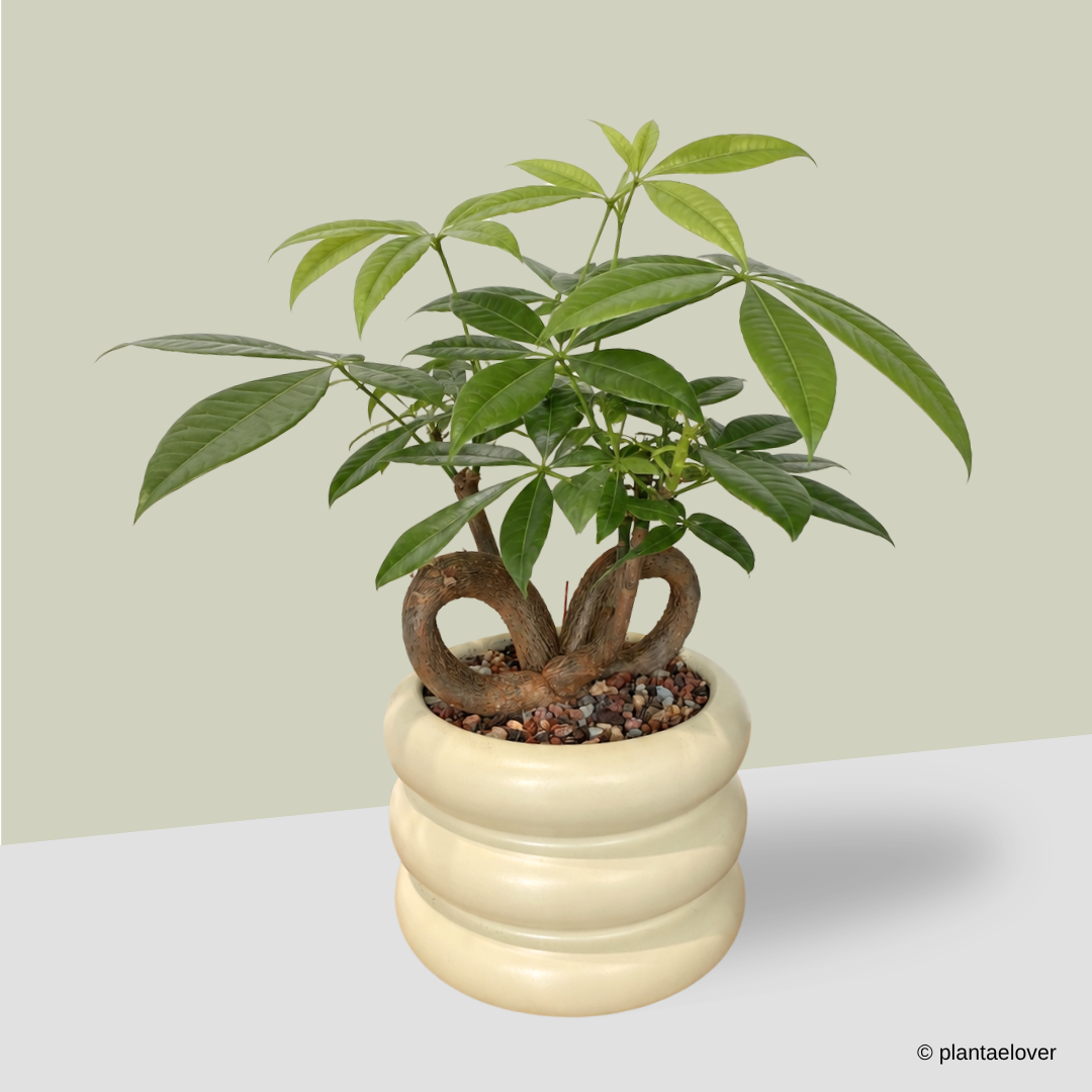 Pachira Aquatica 'QQ' Heart Shape in Butter Bagel Pot