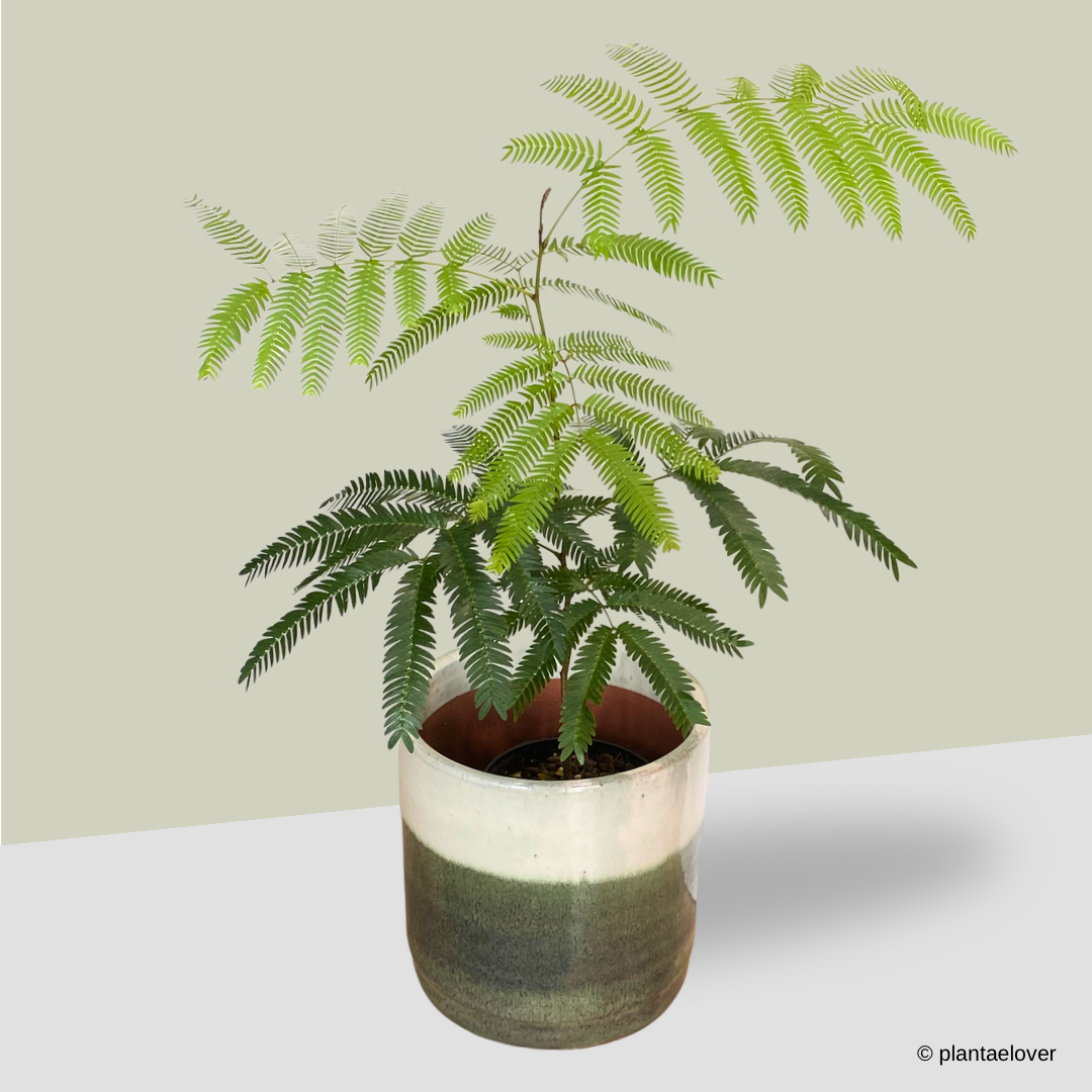 Japanese Everfresh Tree in Forest Green Pot