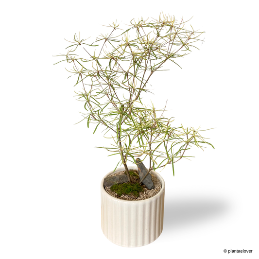 Euphorbia Hedyotoides in Parchment Pot