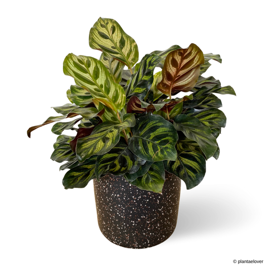 Calathea Makoyana in Galaxy Pot