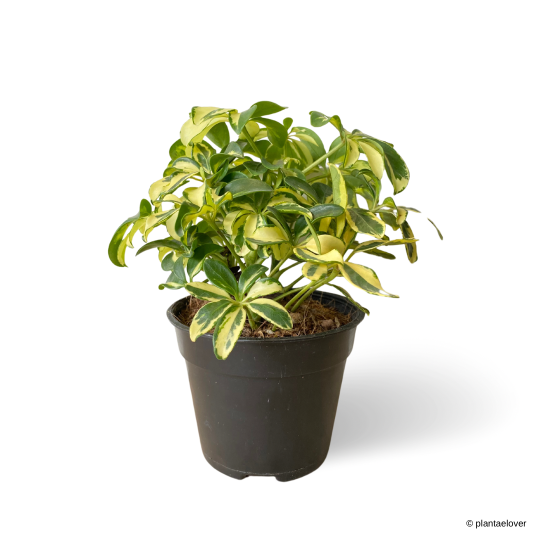 http www.growsonyou.com photo slideshow 71692-schefflera-arboricola-variegata Schefflera Arboricola Variegata