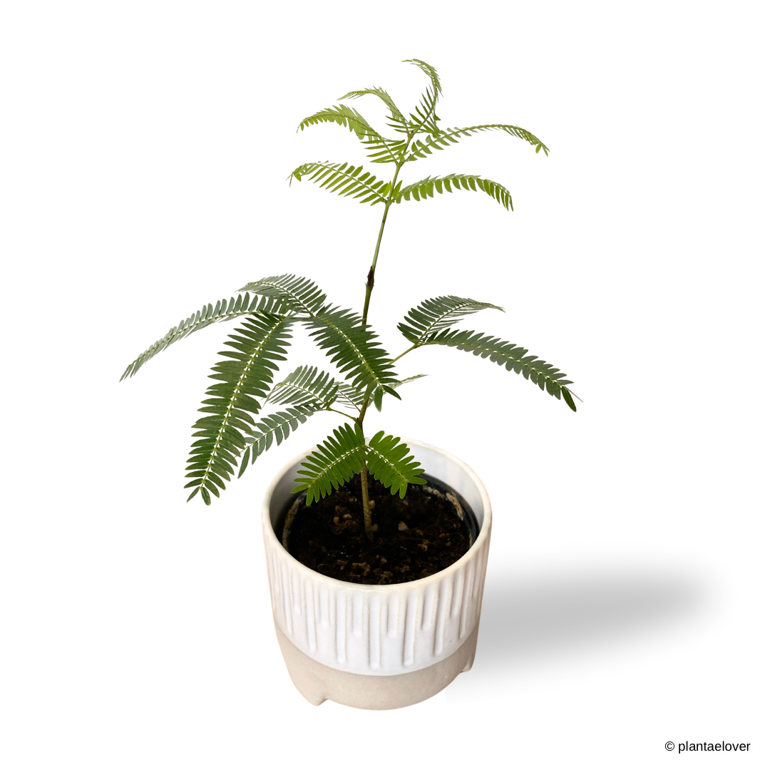 Japanese Everfresh Tree in Spatial Pot
