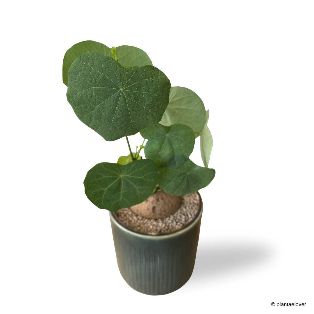 Stephania Erecta in Emerald Pot