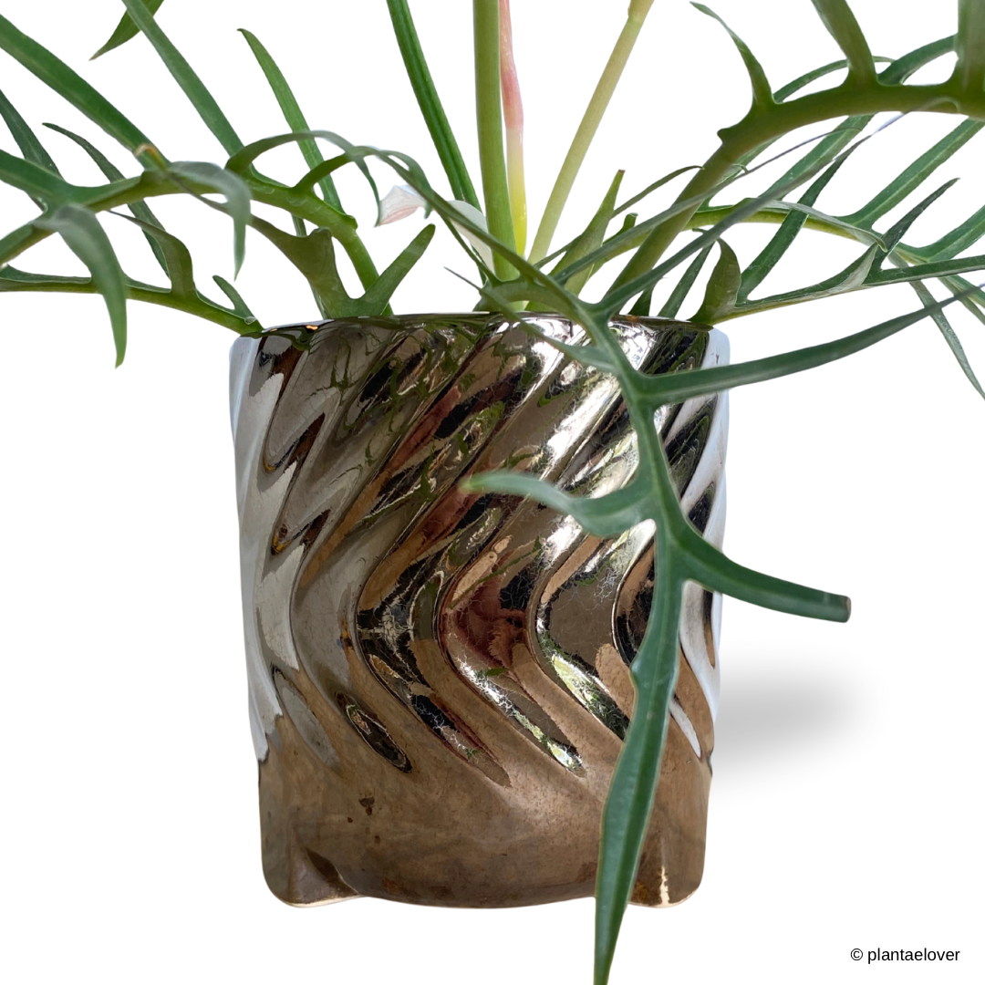 Philodendron Tortum in Chrome Pot