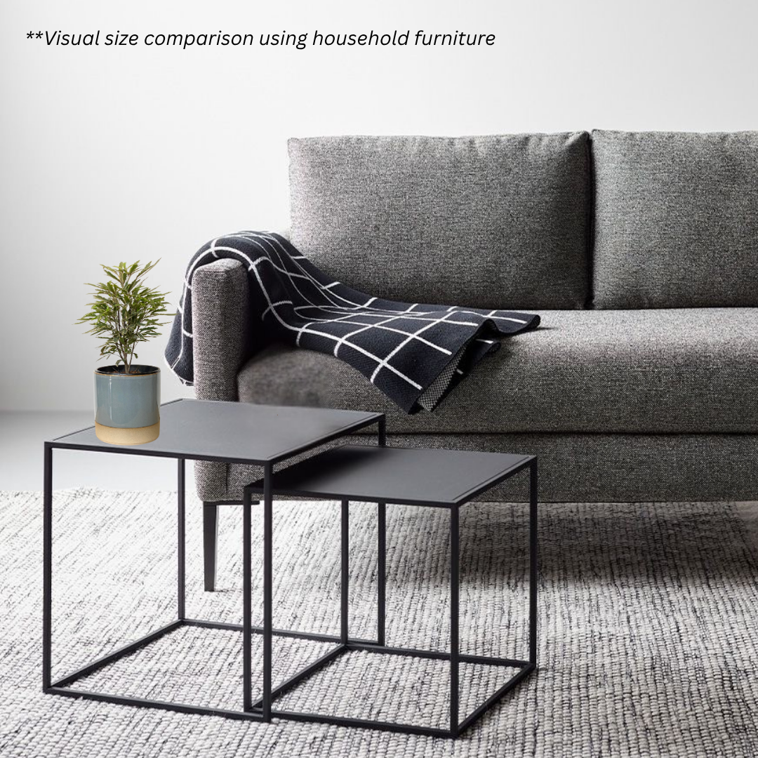 Schefflera Elegantissima in Koi Pot