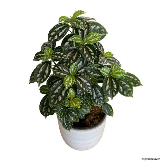 Pilea Cadierei in Columbia Pot