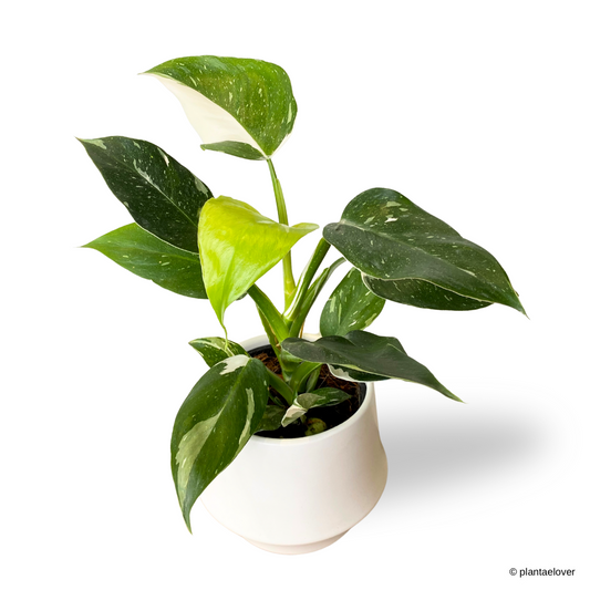 Philodendron White Wizzard in Lantern Pot
