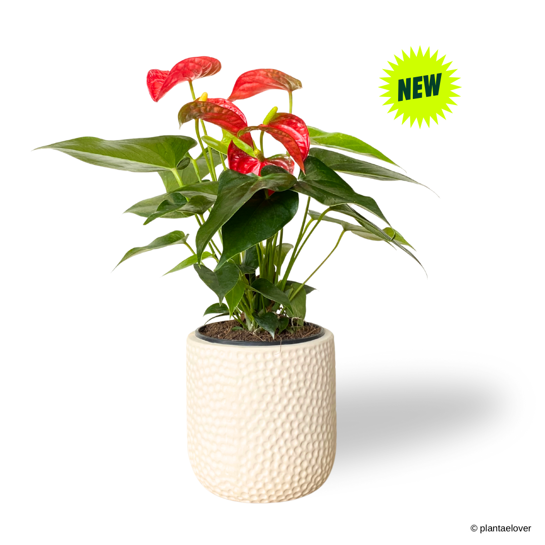 Anthurium Fiancee in Powder Pot