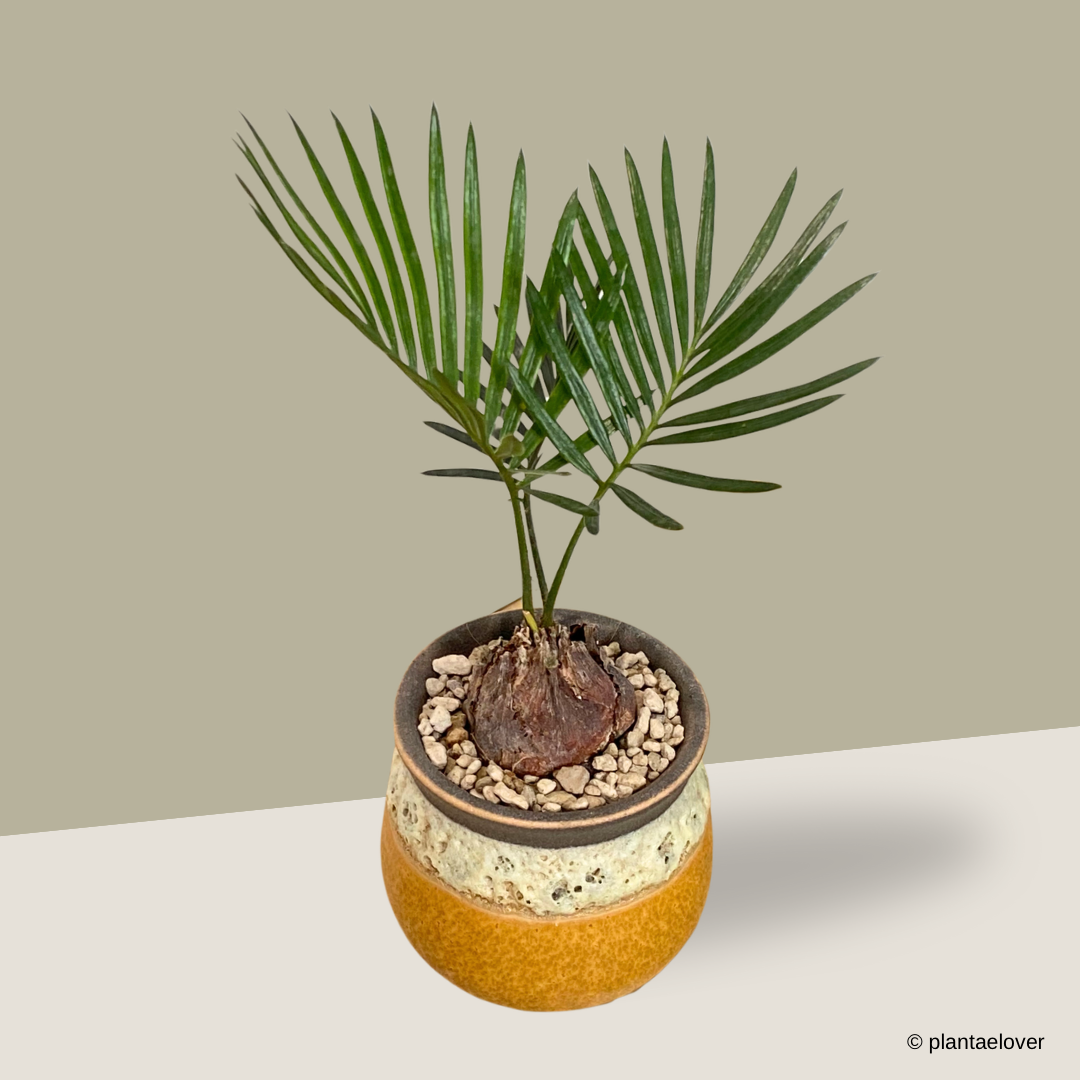 Sago Palm in Savana Pot
