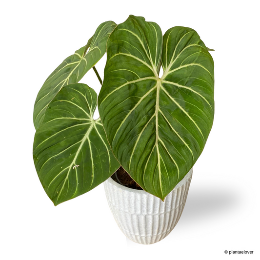 Philodendron Gloriosum in Plantium Pot