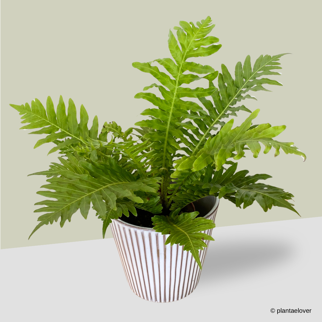 Silver Lady Fern in Celine Pot
