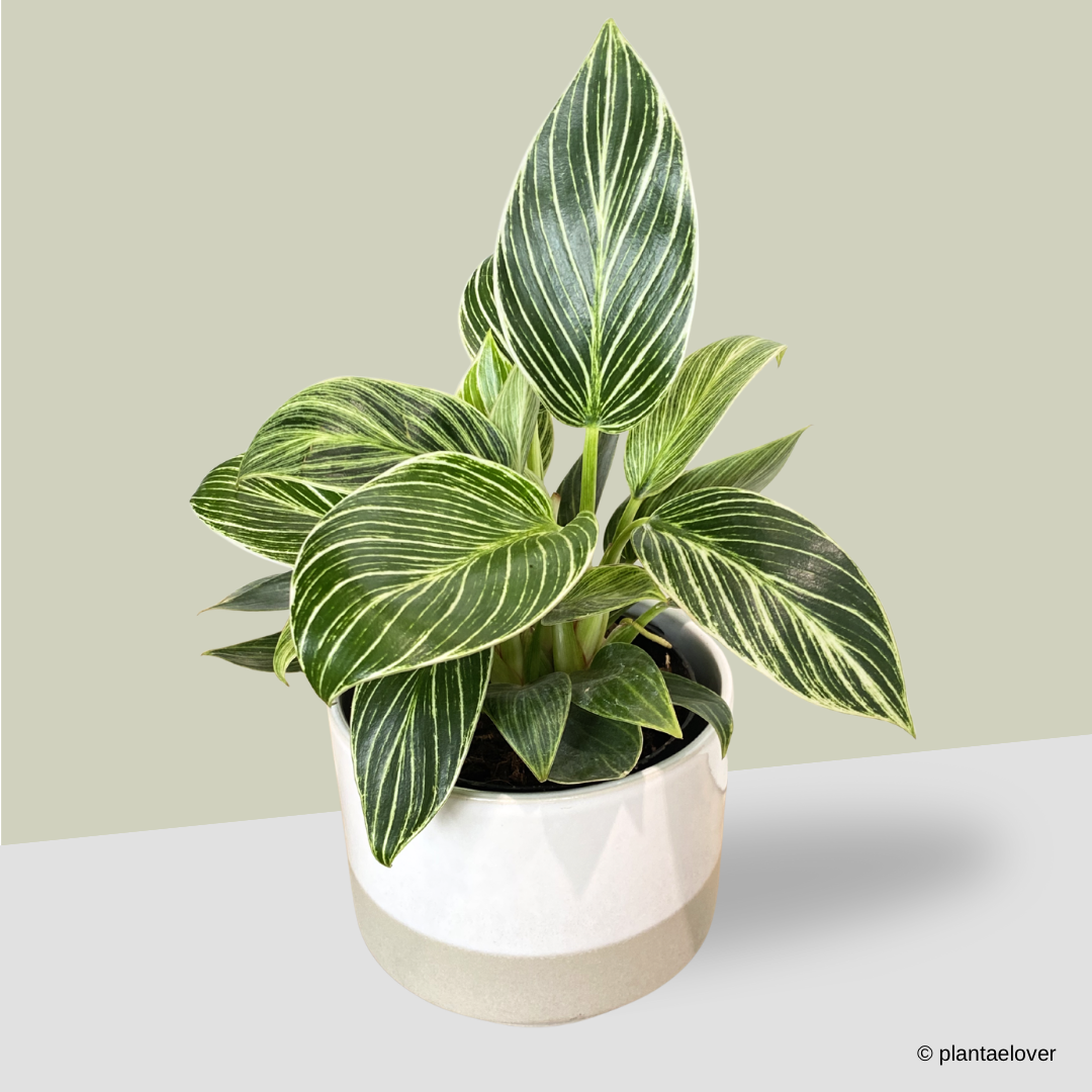 Philodendron Birkin in Abode Pot