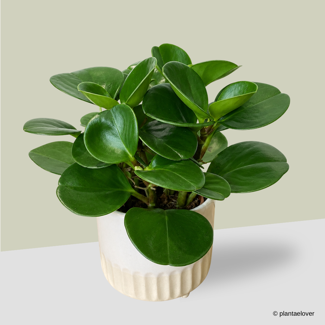 Peperomia Obtusifolia in Chiffon Pot