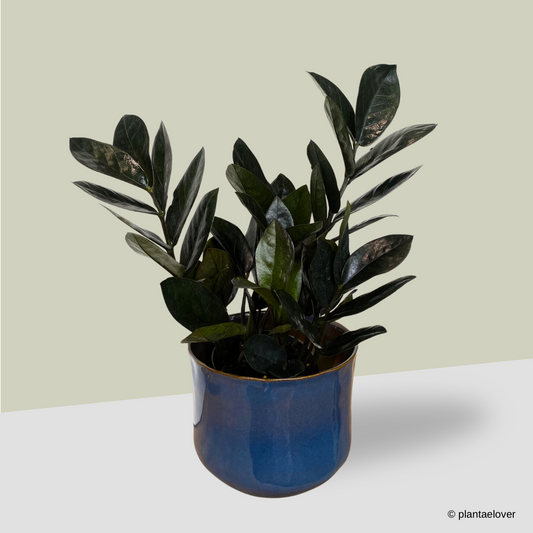 ZZ Black Raven in Royal Pot