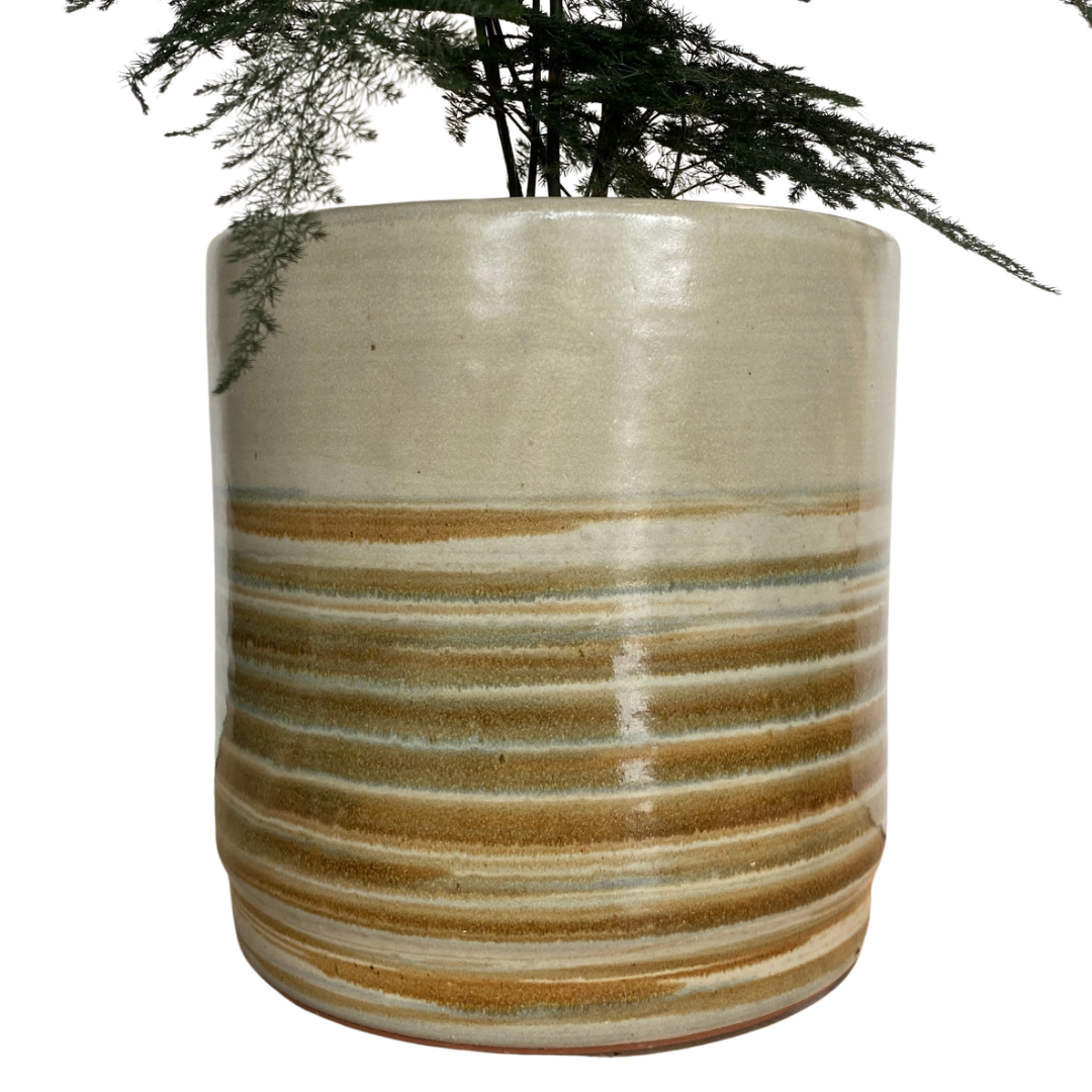 Asparagus Fern in Retro Pot