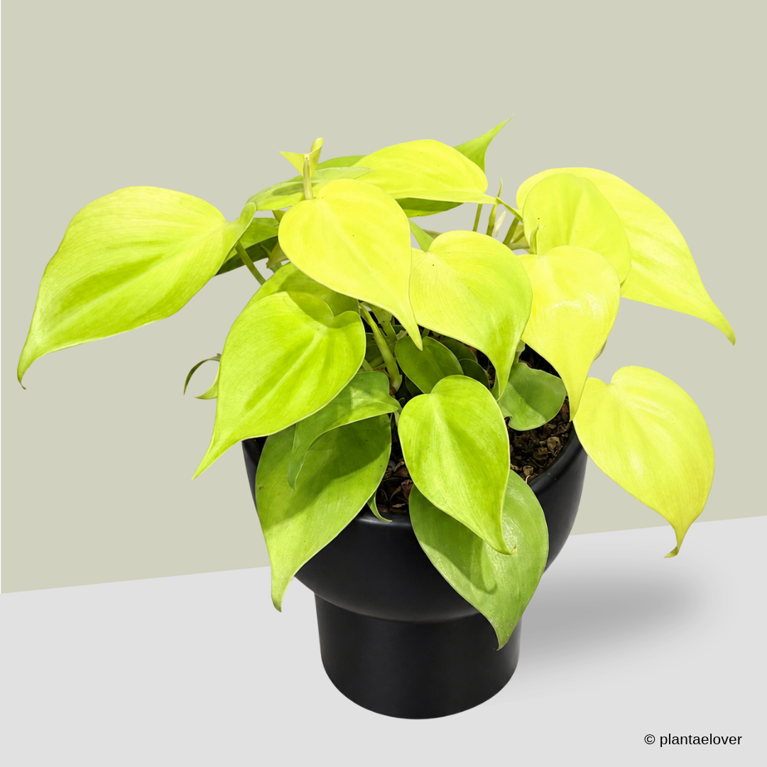 Philodendron Lemon Lime in Dodo Pot