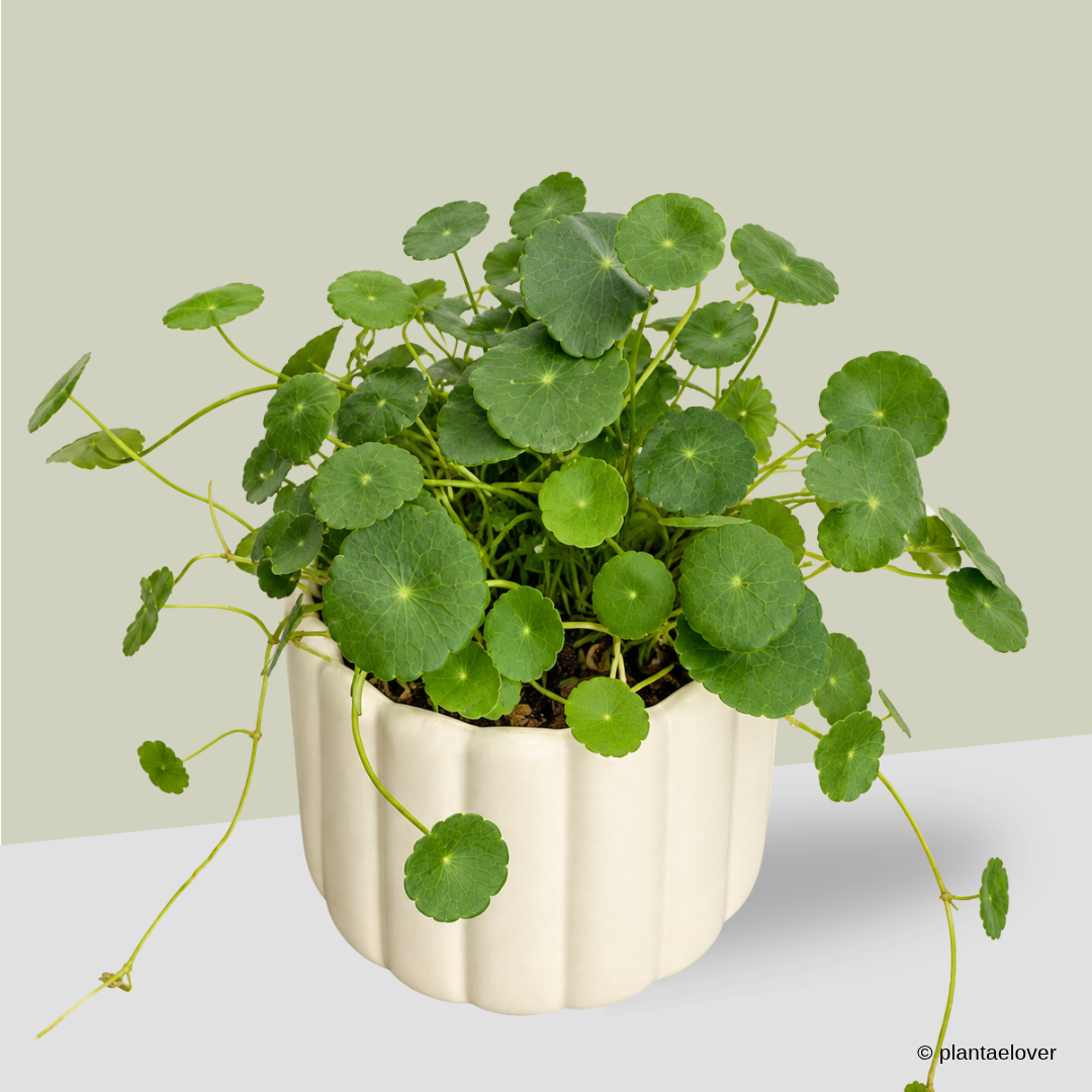 Asiatic Pennywort in Eclairs Pot