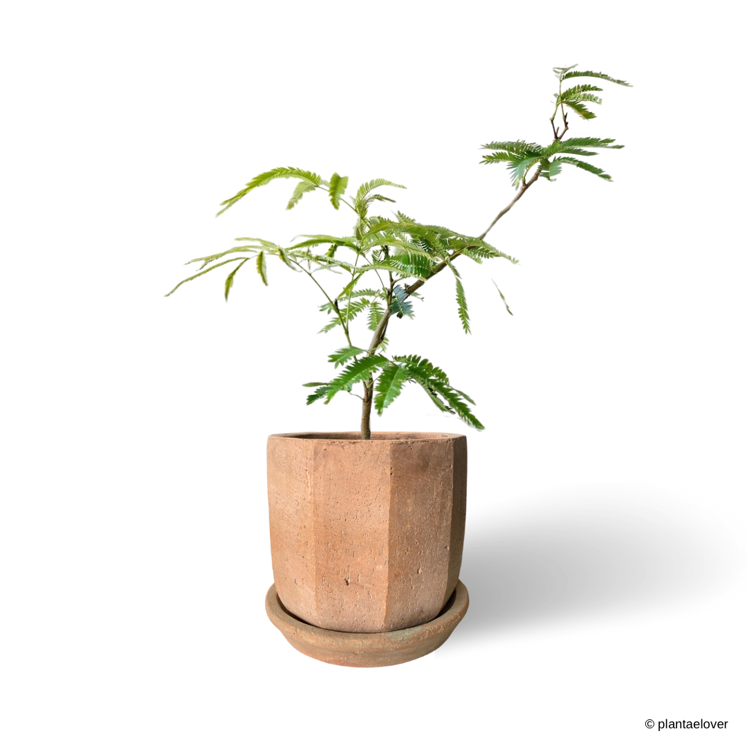 Japanese Everfresh Tree in Olea Pot – plantaelover