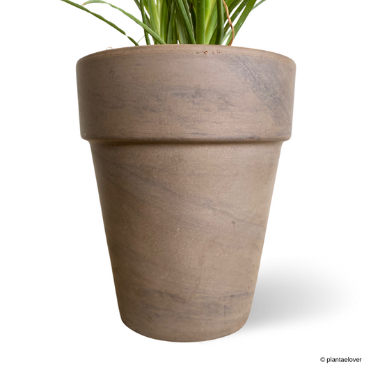 Ponytail Palm in SPANG Pot