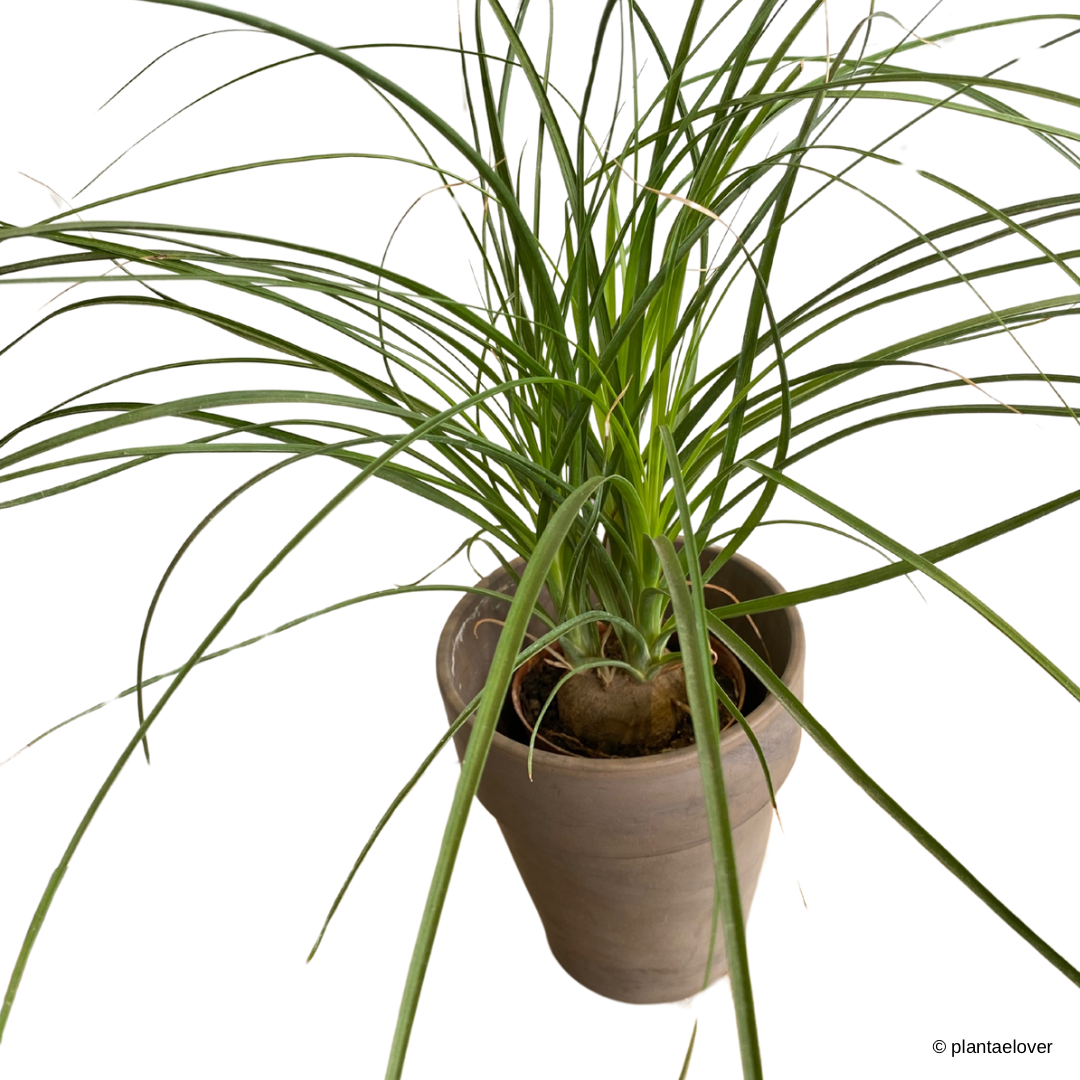 Ponytail Palm in SPANG Pot