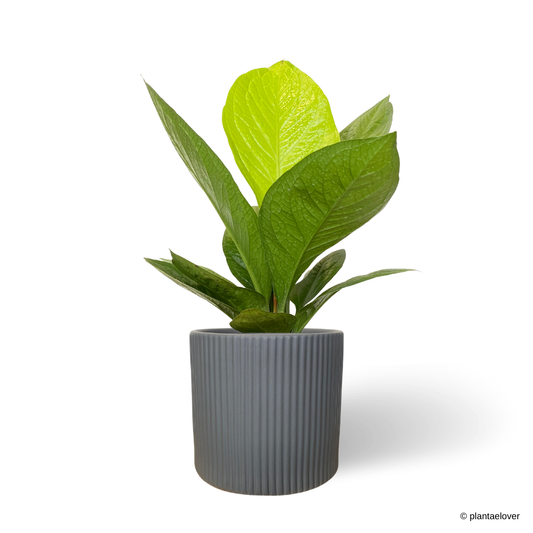 Anthurium Jungle Bush in Celine Pot