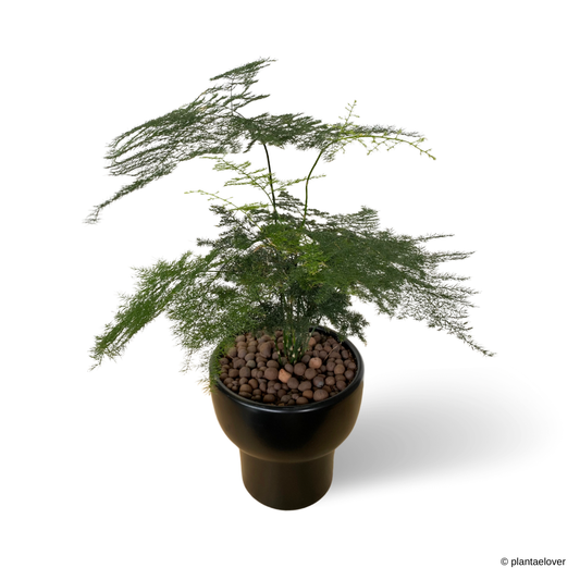 Asparagus Fern in Dodo Pot
