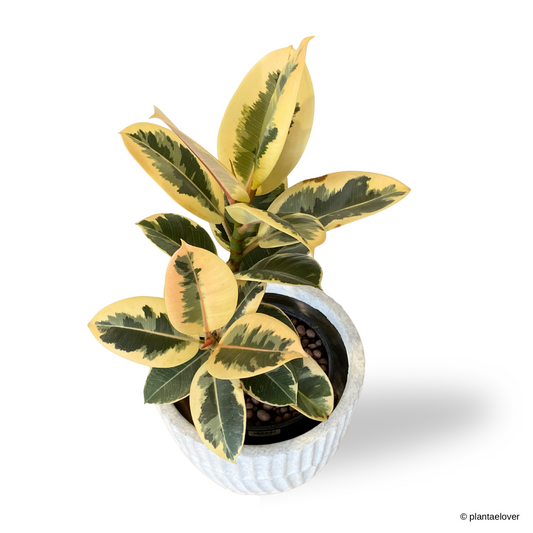 Ficus Elastica ‘Tineke’ in Titanium Pot