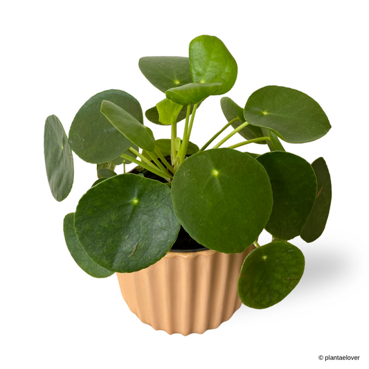 Pilea Peperomioides in Sunrise Pot