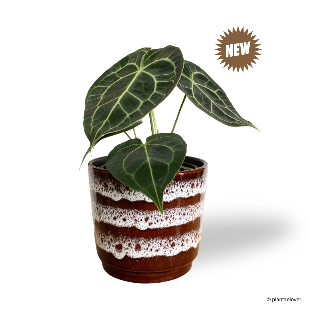 Anthurium Clarinervium in Umbrine Pot