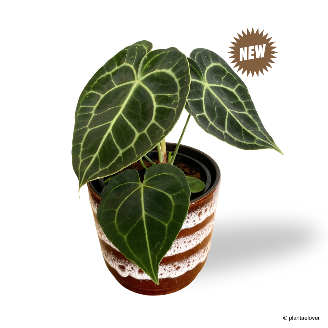 Anthurium Clarinervium in Umbrine Pot