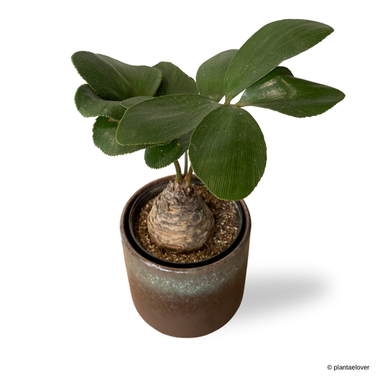 Cardboard Palm in Rust Pot