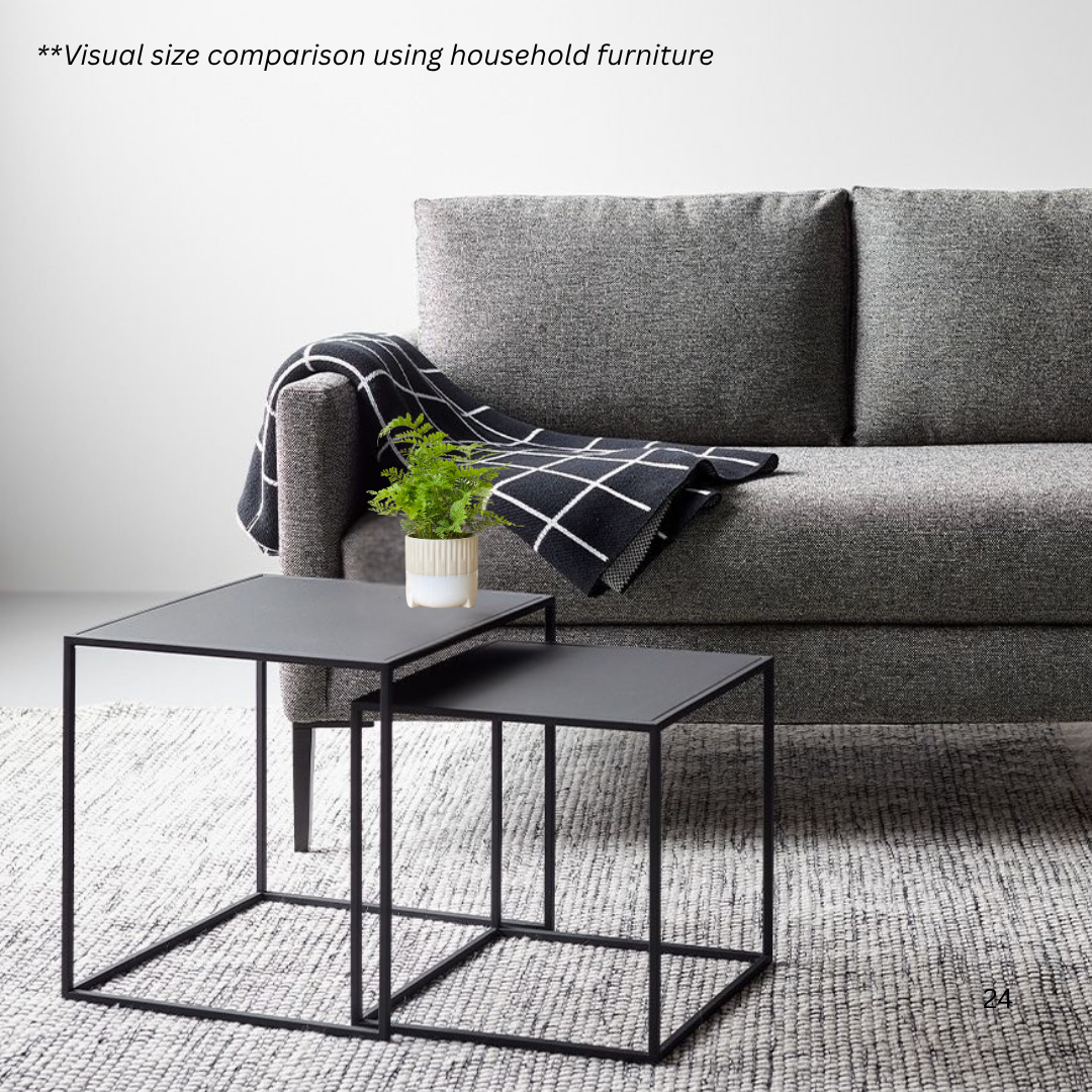 Rabbit Foot Fern in Spatial Pot