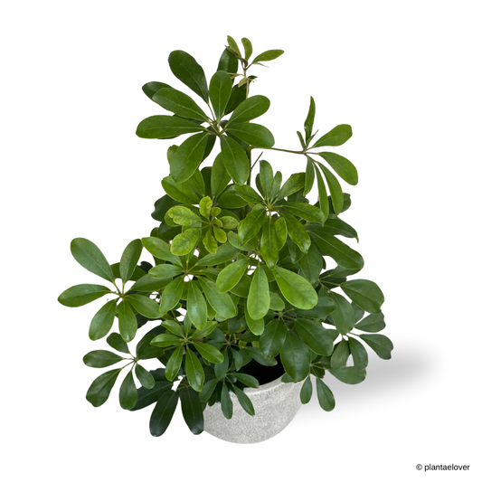 Schefflera Arboricola in Sandpaper Pot