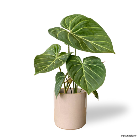 Philodendron Gloriosum in Rosewood Pot