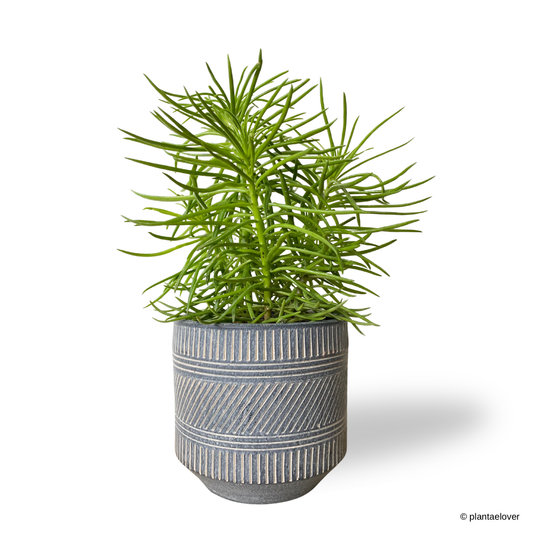 Peperomia Ferreyrae
in Aegean Pot