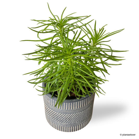 Peperomia Ferreyrae
in Aegean Pot