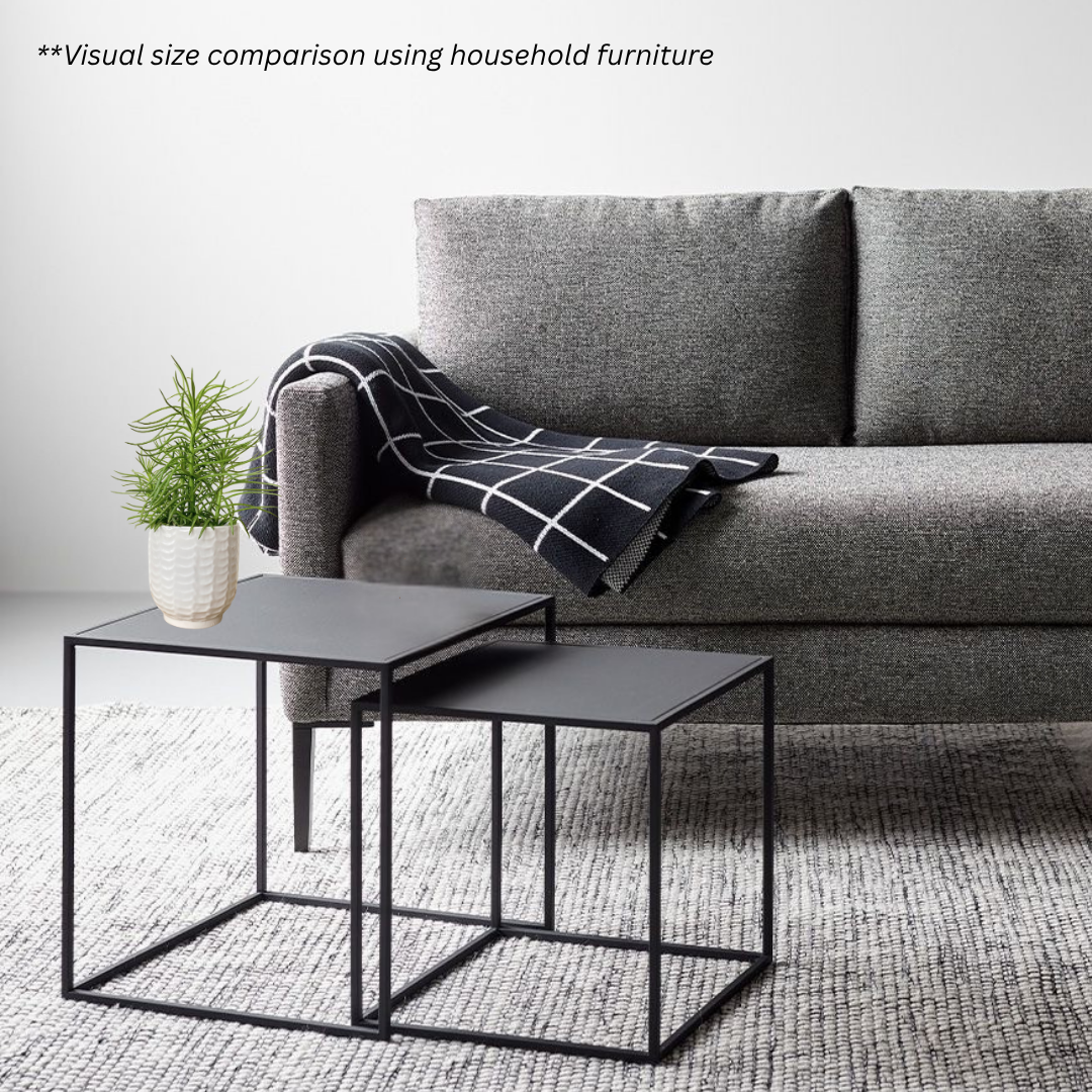 Peperomia Ferreyrae in Snow Pot