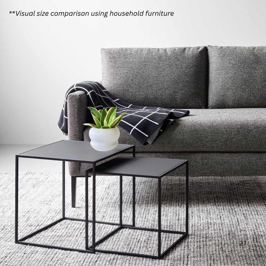 Sansevieria Hahnii Jade Marginata in Laguna Pot