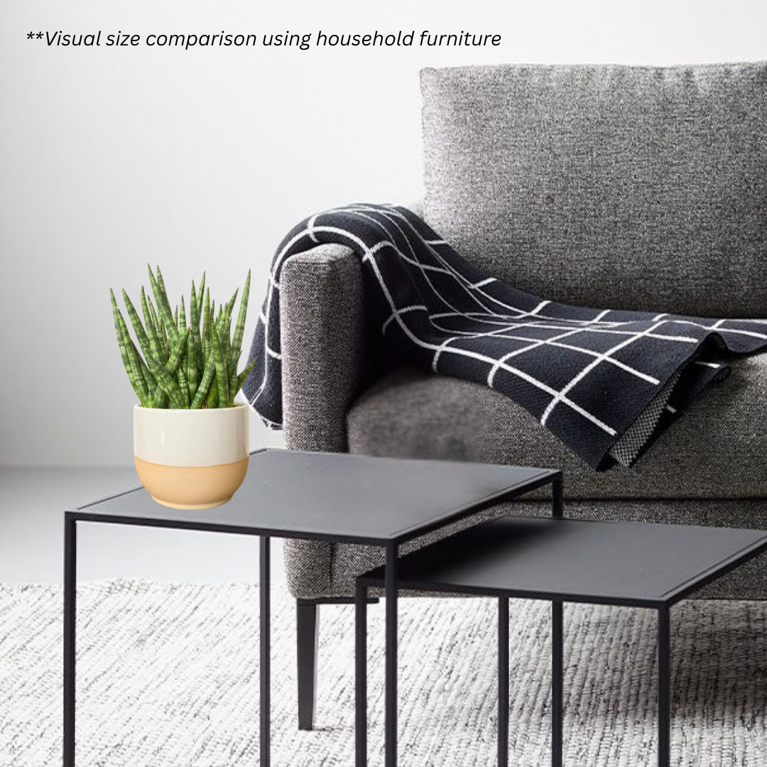 Sansevieria Cylindrica in Float Pot