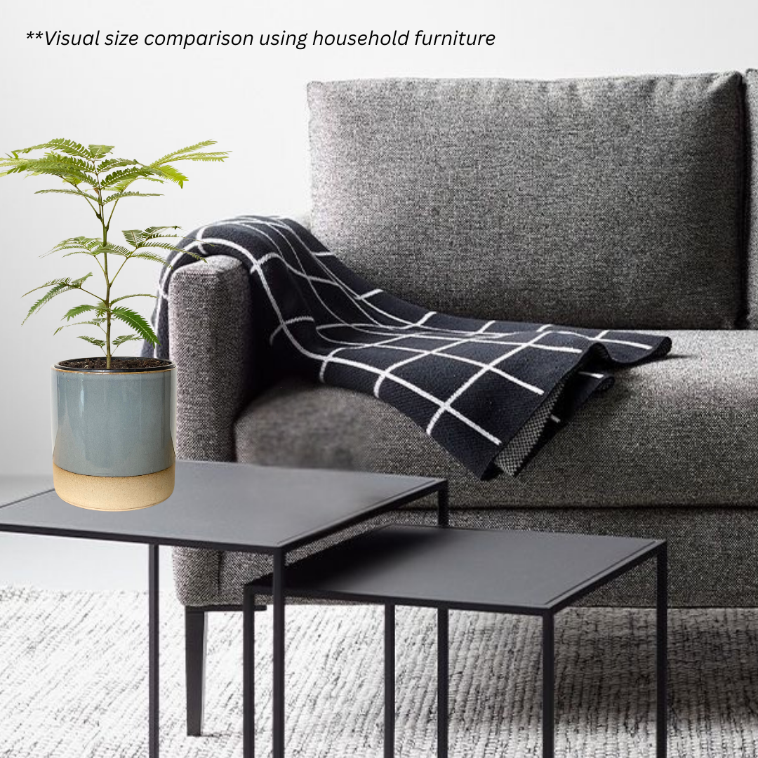 Japanese Everfresh Tree in koi Pot