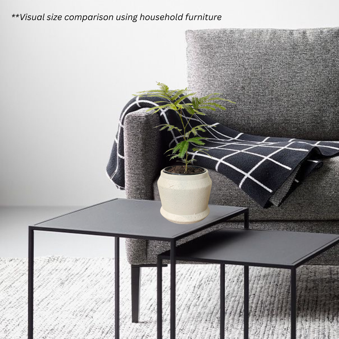 Japanese Everfresh Tree in Graphite Pot