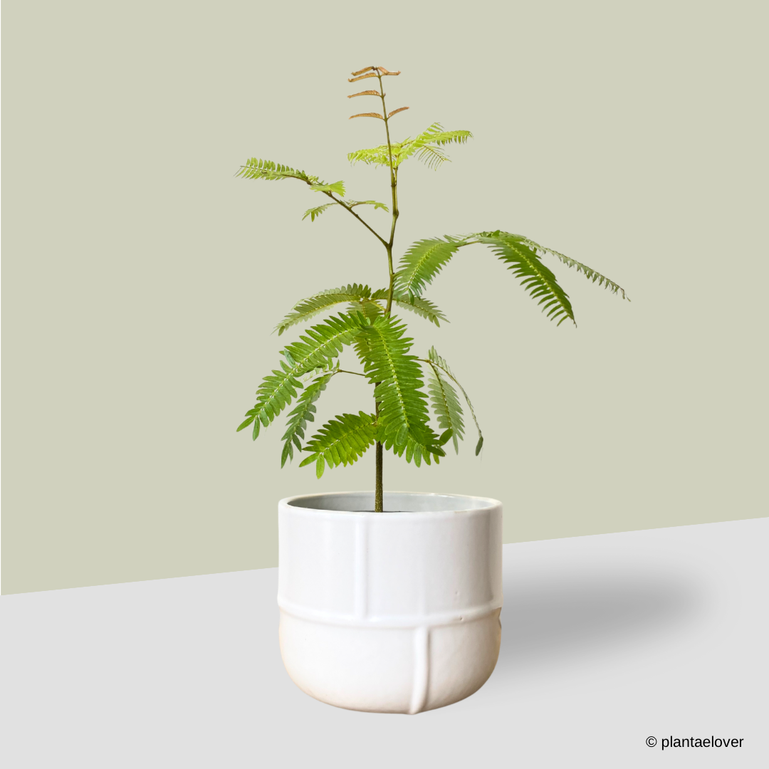 Japanese Everfresh Tree in Bisque Pot – plantaelover