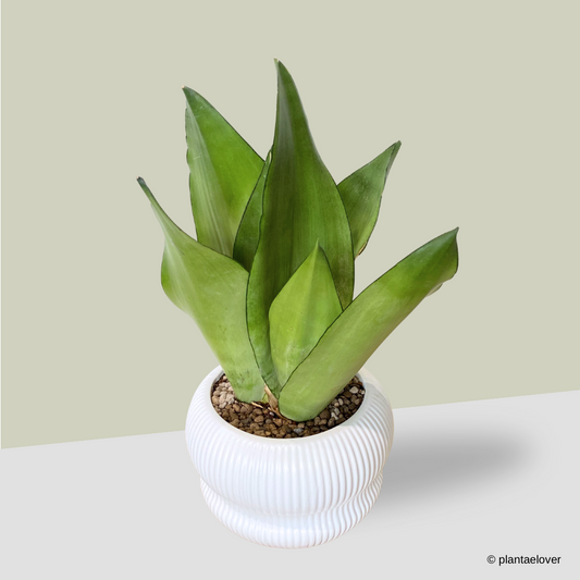 Sansevieria Moonshine in Laguna Pot