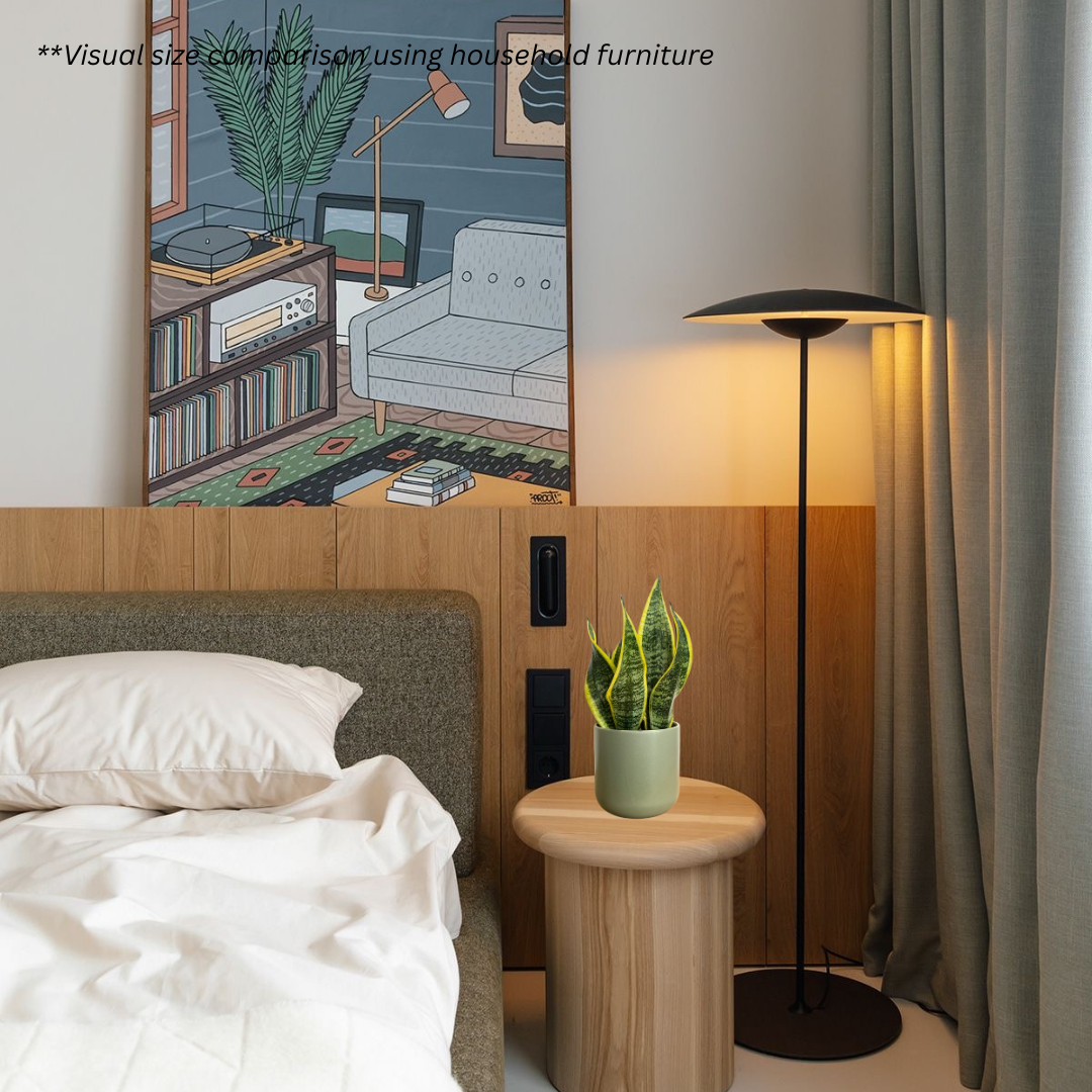 Sansevieria Superba in Sage Pot