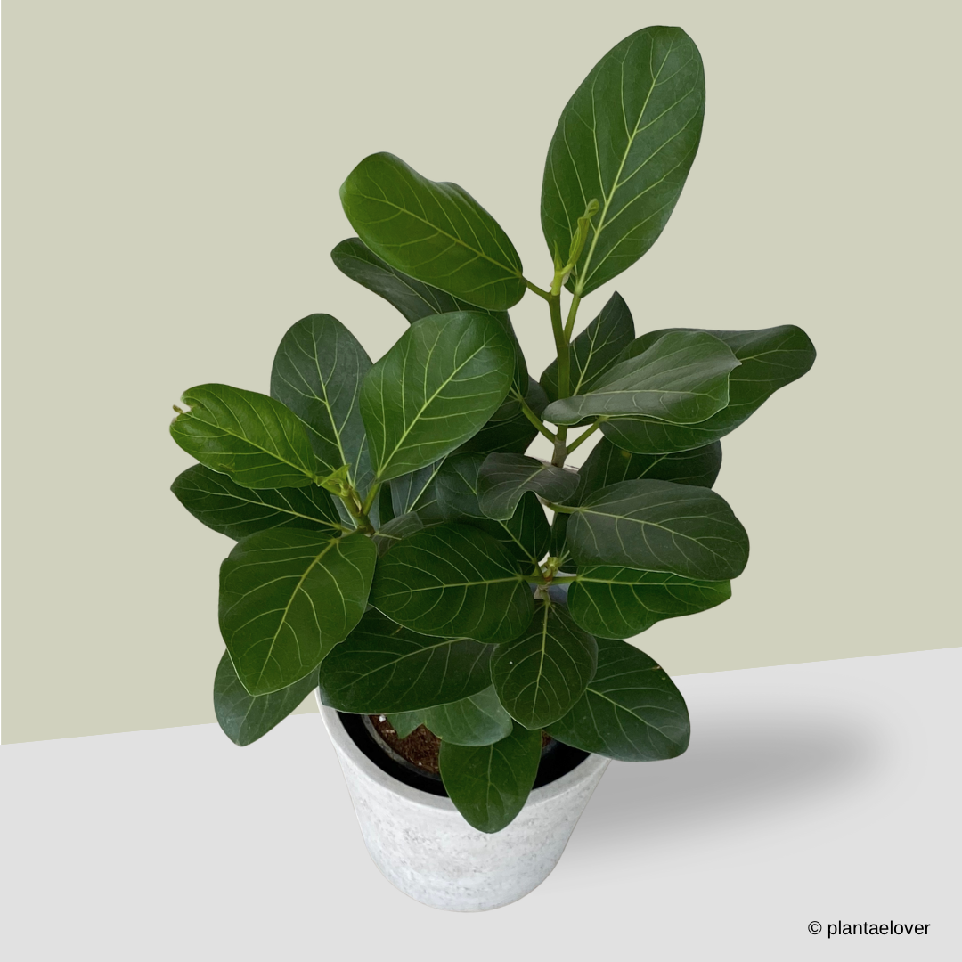 Ficus Audrey in Moon Pot