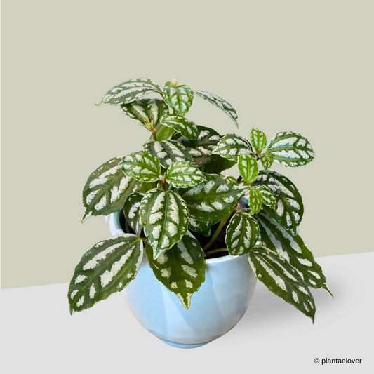 Pilea Cadierei in Tiffany Pot